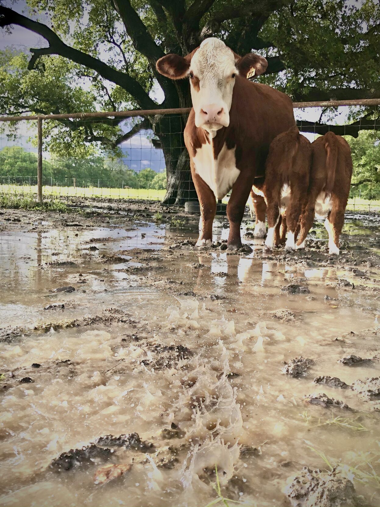 cow and calves